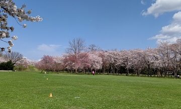 【エリア別】春に行きたい合宿免許地