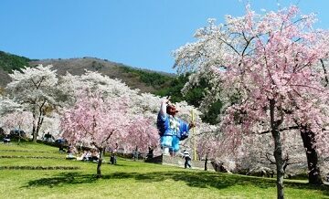 【春】桜が楽しめる合宿免許スポット特集