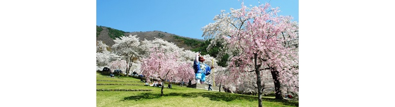 【春】桜が楽しめる合宿免許スポット特集