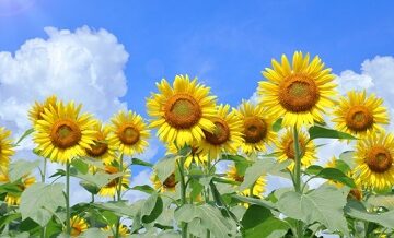 【7〜9月】夏の格安合宿免許ランキング
