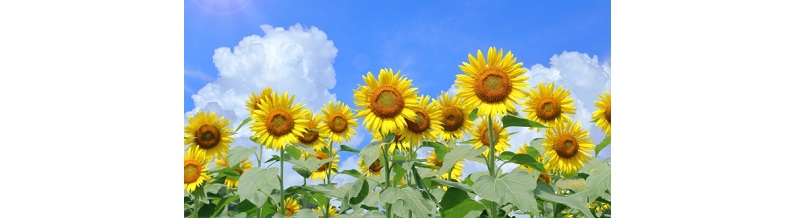 【7〜9月】夏の格安合宿免許ランキング